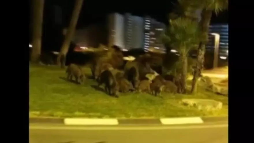 Más de 30 jabalíes se comen el césped de una rotonda de Calp