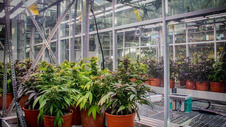 Baleares da los primeros pasos para producir cannabis medicinal