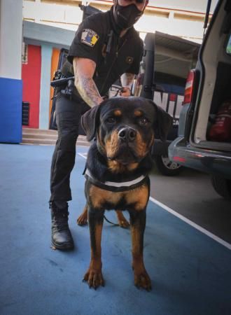 Presentación de la nueva cachorra del grupo de guías caninos de la Policía Local de Santa Cruz de Tenerife