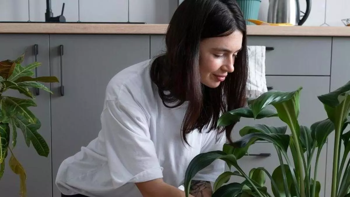 Cómo regar tus plantas durante las vacaciones: los sistemas de riego que evitarán que se marchiten