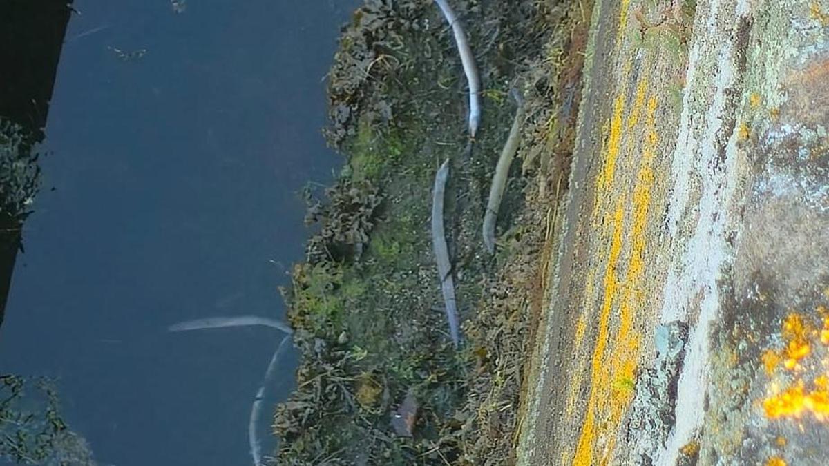 Los pescadores de anguila completan una «excelente campaña» a pesar de una notable presencia de peste roja