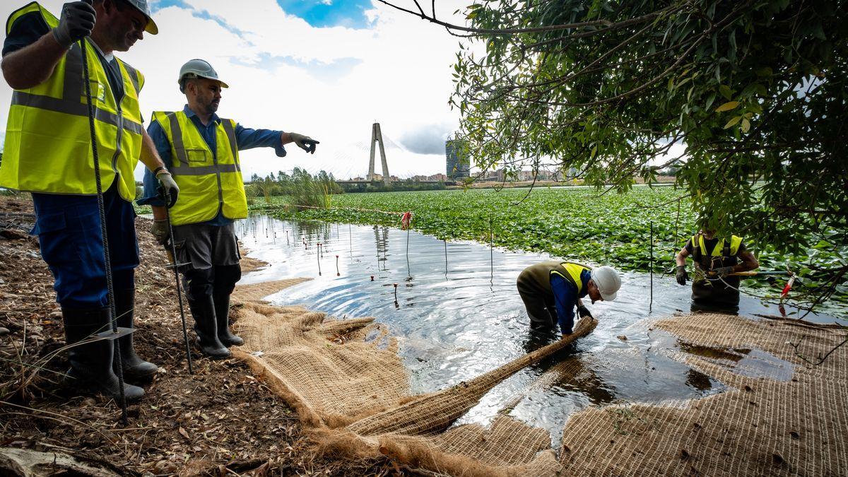 Una manta vegetal cubrirá la orilla del Guadiana