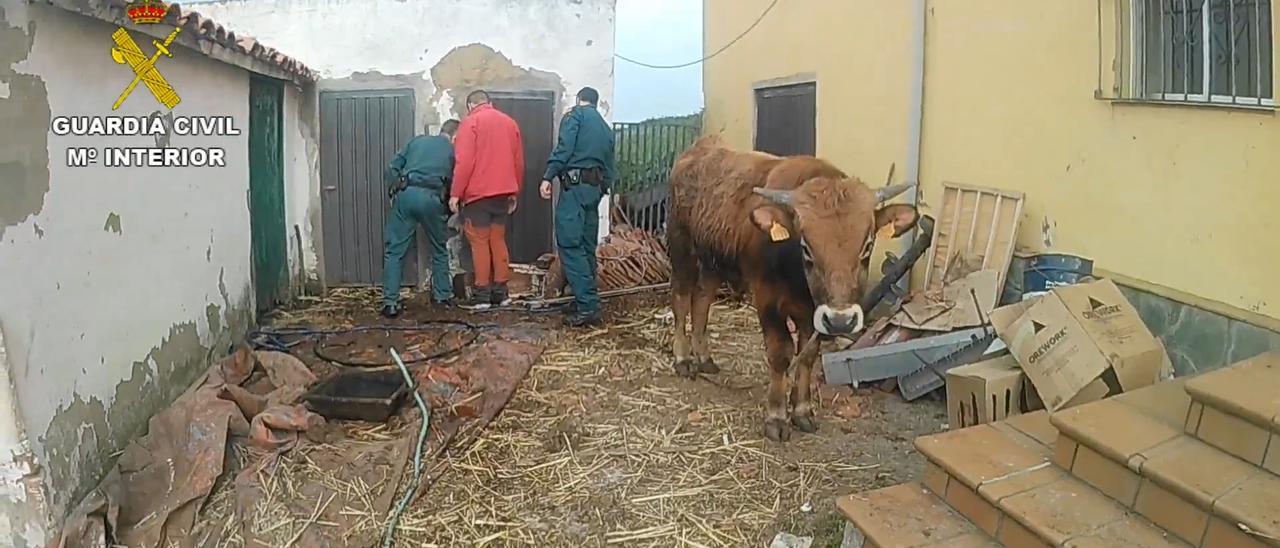 Un detenido en una explotación ganadera de Gozón donde se localizaron varios animales muertos