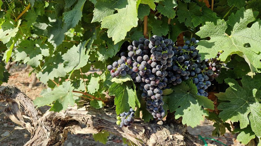 Descubre la marca ´Producto cooperativo&#039;: alimentos que ofrecen mucho más