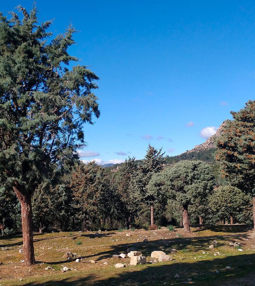 Este es el árbol invasor que causa alergia de invierno y se propaga en España por el cambio climático