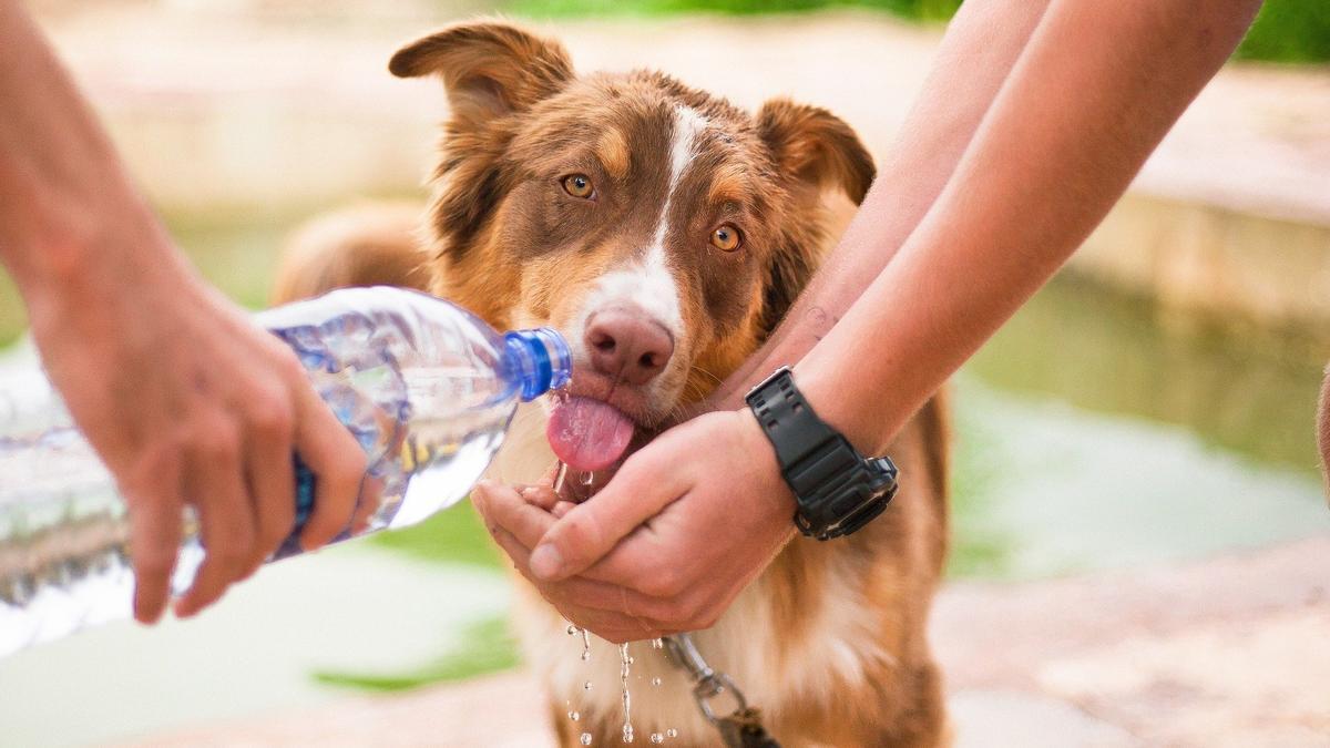 Heat stroke: what to do if your dog suffers it Heat stroke: what to do if your dog suffers it