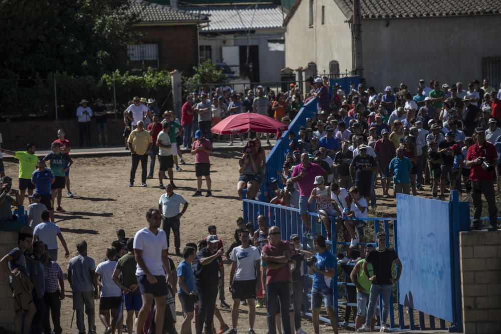 Fiestas en la provincia | Encierro en Fuentelapeña