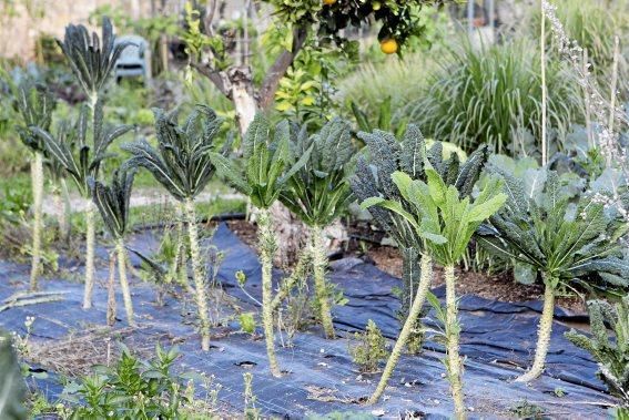 In den Beeten der Biogranja La Real bei Palma wachsen gleich vier supergesunde Sorten des Modegemüses "Kale".