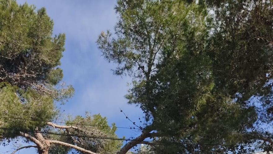 Un cazador dispara contra una bolsa de orugas en un pino del municipio de Manacor.