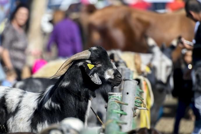 08-12-19 GRAN CANARIA. JINAMAR. JINAMAR. TELDE. Fiesta de la Inmaculade Concepcion y de la Caña Dulce de Jinamar, feria de ganado, procesión.. Fotos: Juan Castro.  | 08/12/2019 | Fotógrafo: Juan Carlos Castro