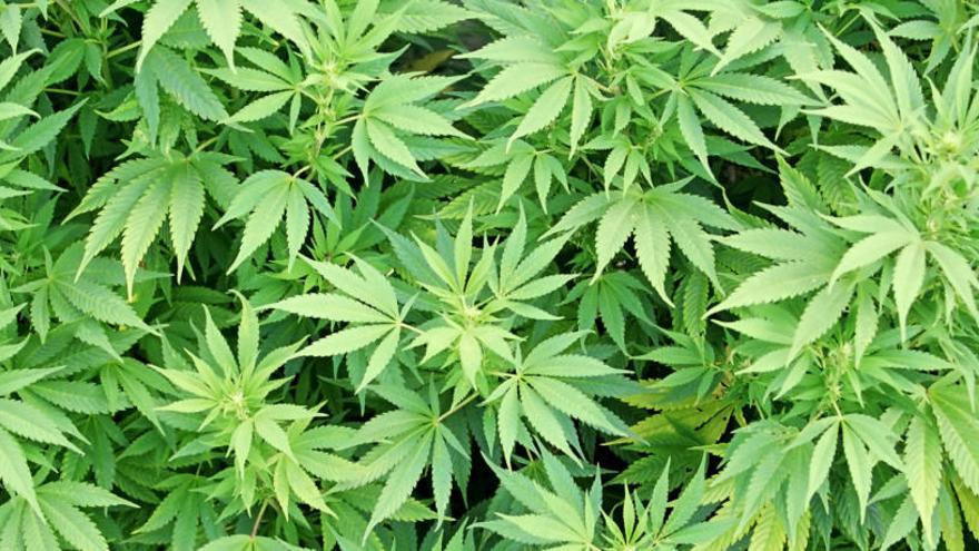 La AMA excluye a la marihuana como sustancia dopante