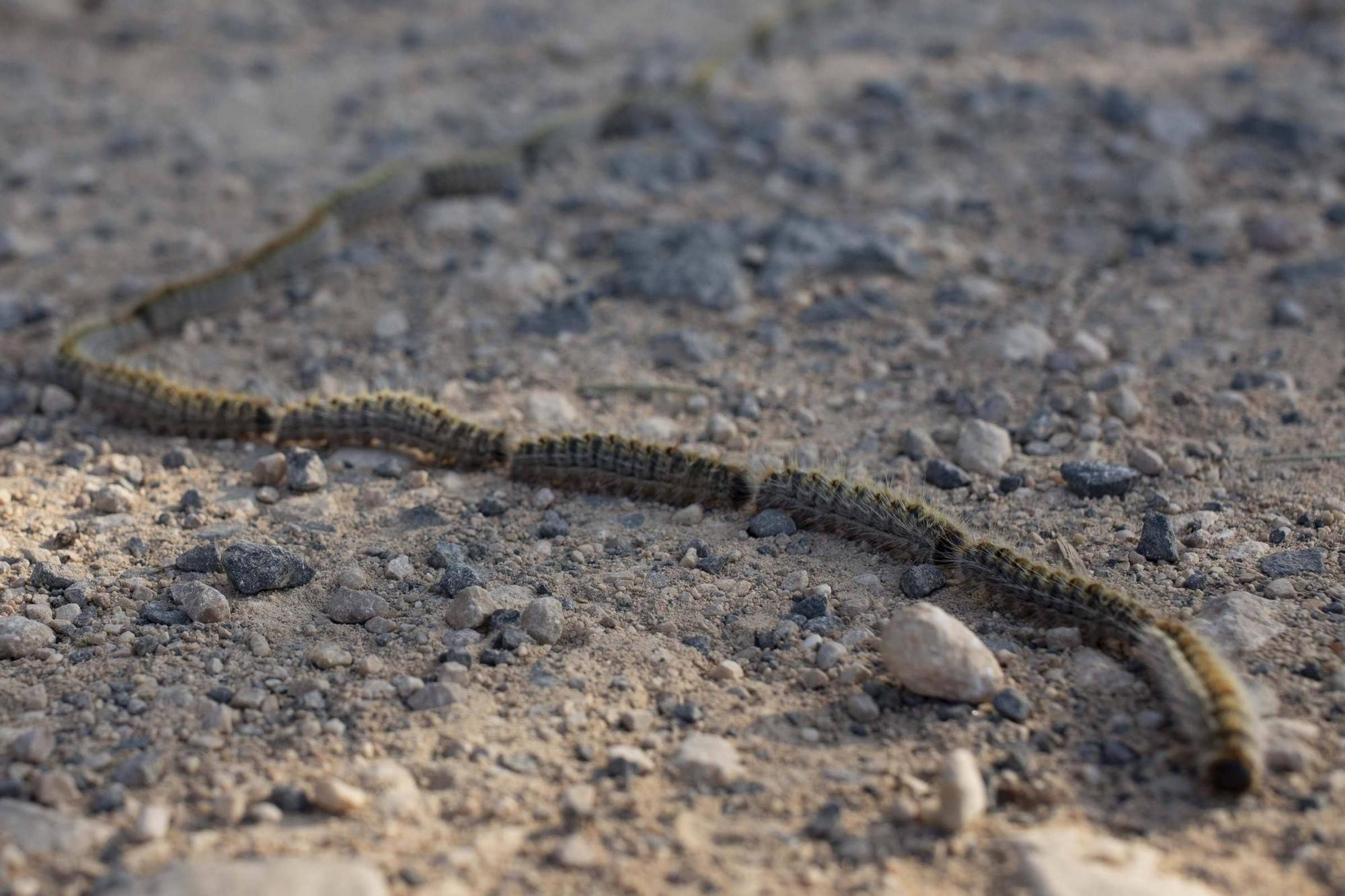 La procesionaria, una plaga que se expande en las zonas naturales