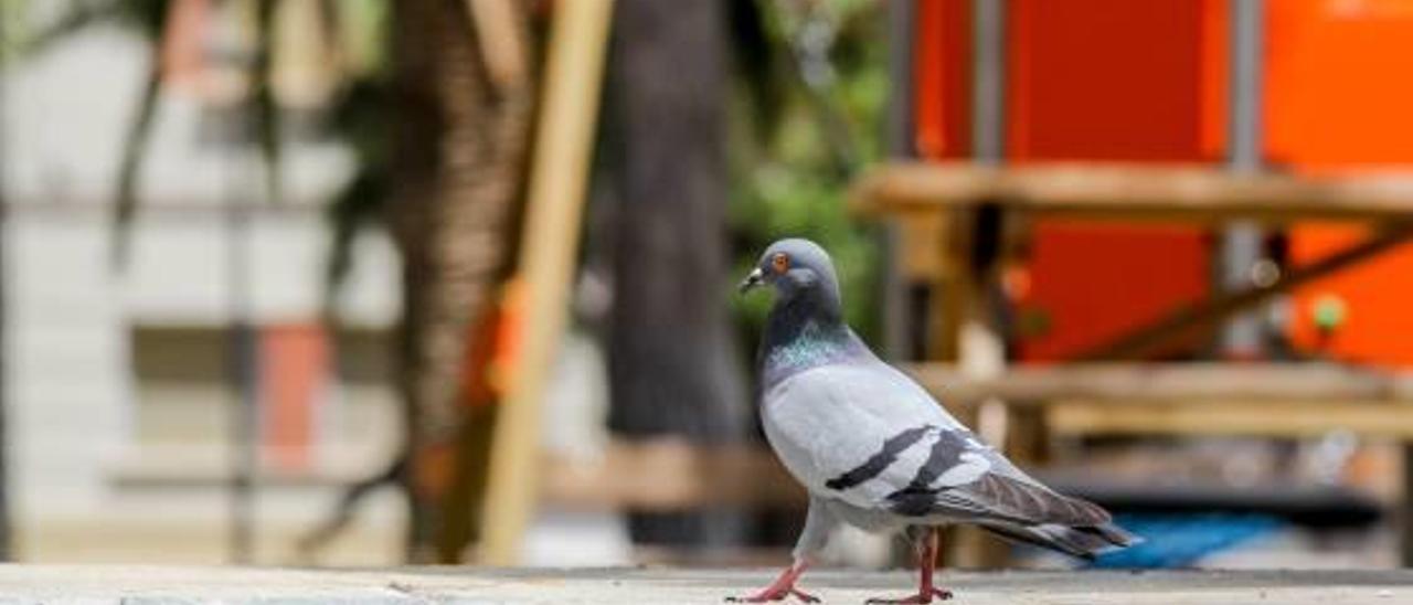 El veneno que mató a 50 palomas en Elda es muy tóxico para las personas