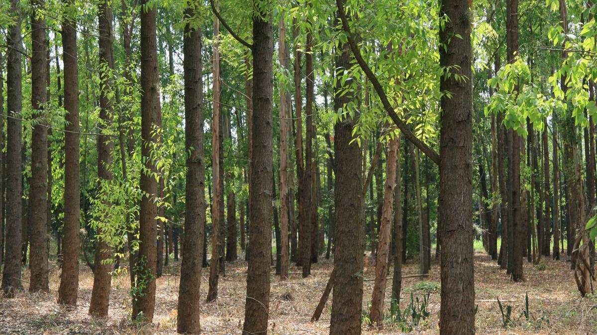 La materia prima proviene de bosques gestionados de manera sostenible.