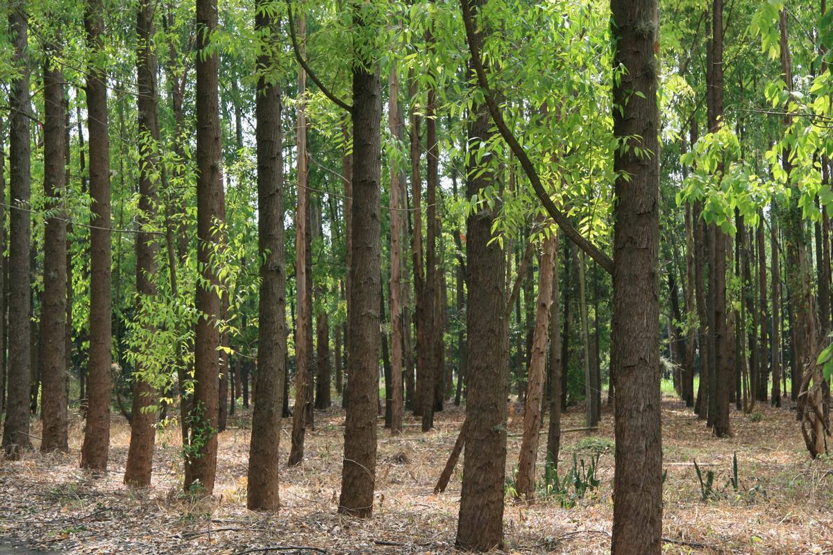 La materia prima proviene de bosques gestionados de manera sostenible
