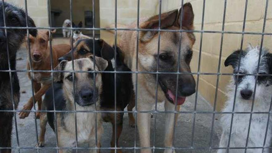 Algunos de los perros acogidos en la Sociedad Protectora de Animales de Málaga.