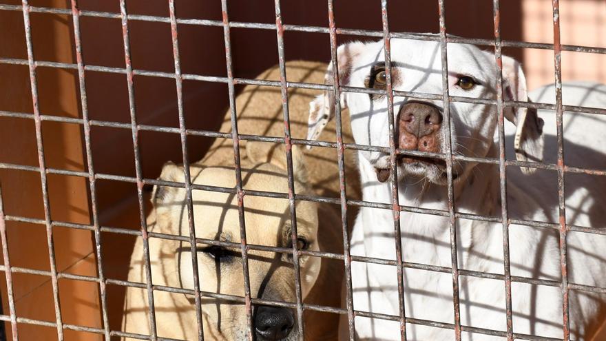 ¿Quién protege a los animales maltratados? Expertos de la Región analizan las lagunas de la ley