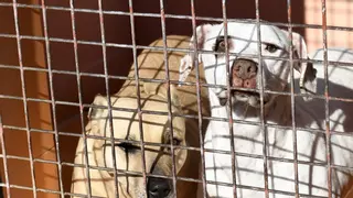 ¿Quién protege a los animales maltratados? Expertos de la Región analizan las lagunas de la ley