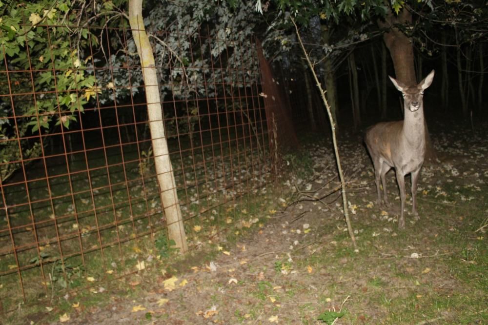 Animales desorientados en el Parque de la Vida de Valdés