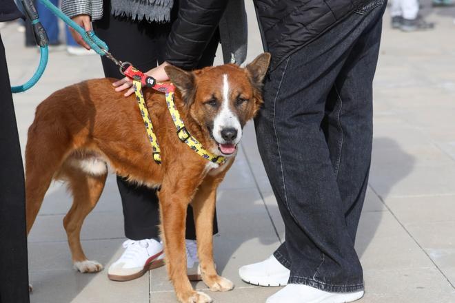 El desfile canino de Bioparc para adoptar a perros rescatados de la dana, en imágenes