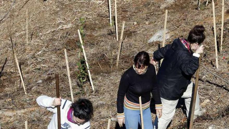 Voluntarios durante la plantación de árboles. // Marta G. Brea