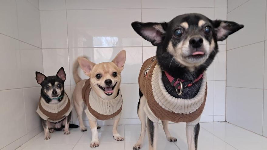 Abandonados a su suerte en Villena: ahora buscan una familia que no les vuelva a fallar