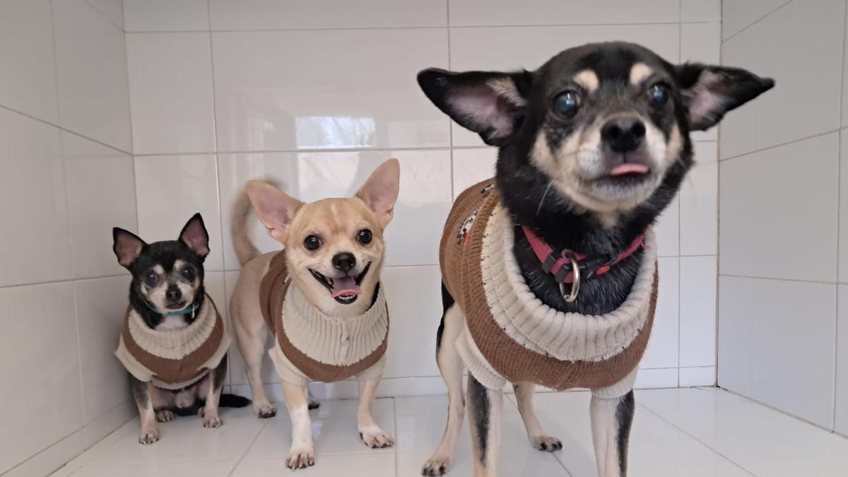 La Guardia Civil decomisó más de un centenar de animales por abandono y maltrato en 2025