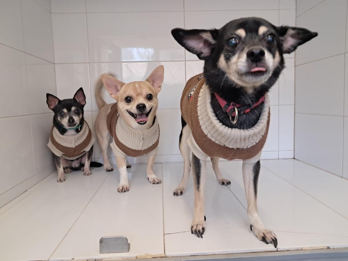 Los tres perros abandonados en Alicante.