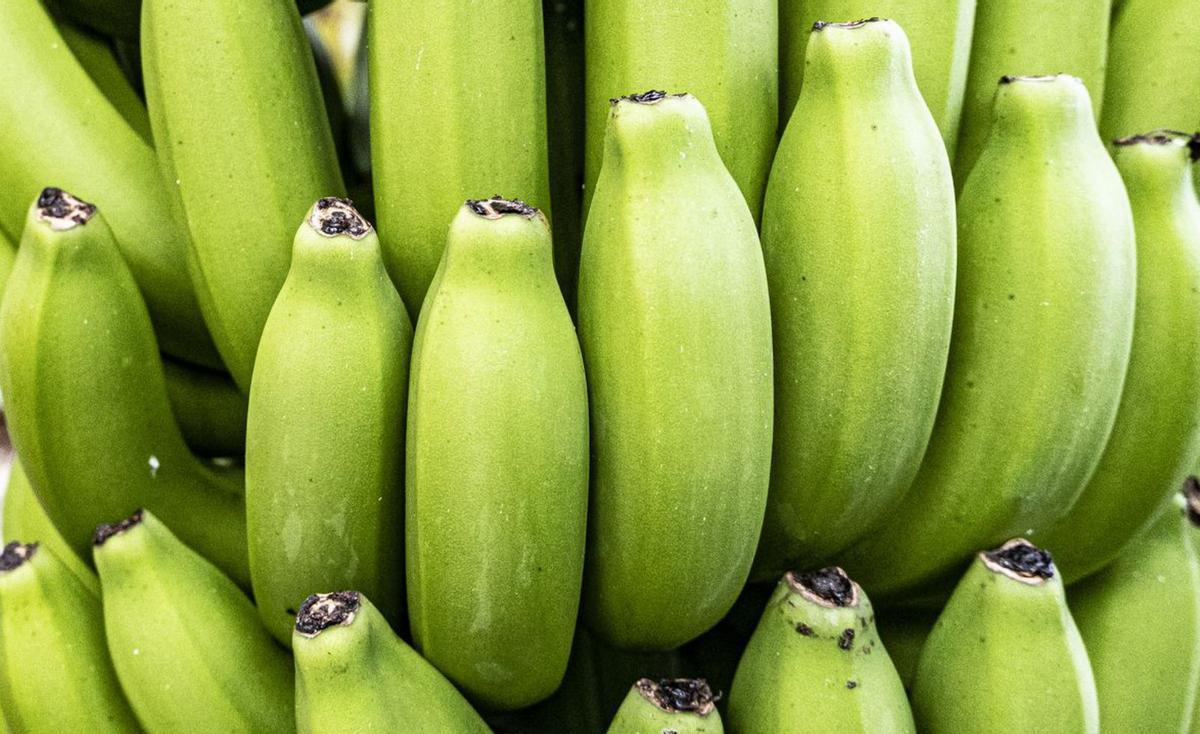 Persona trabajando en una finca de Plátano de Canarias en Tenerife. |  | ASPROCAN