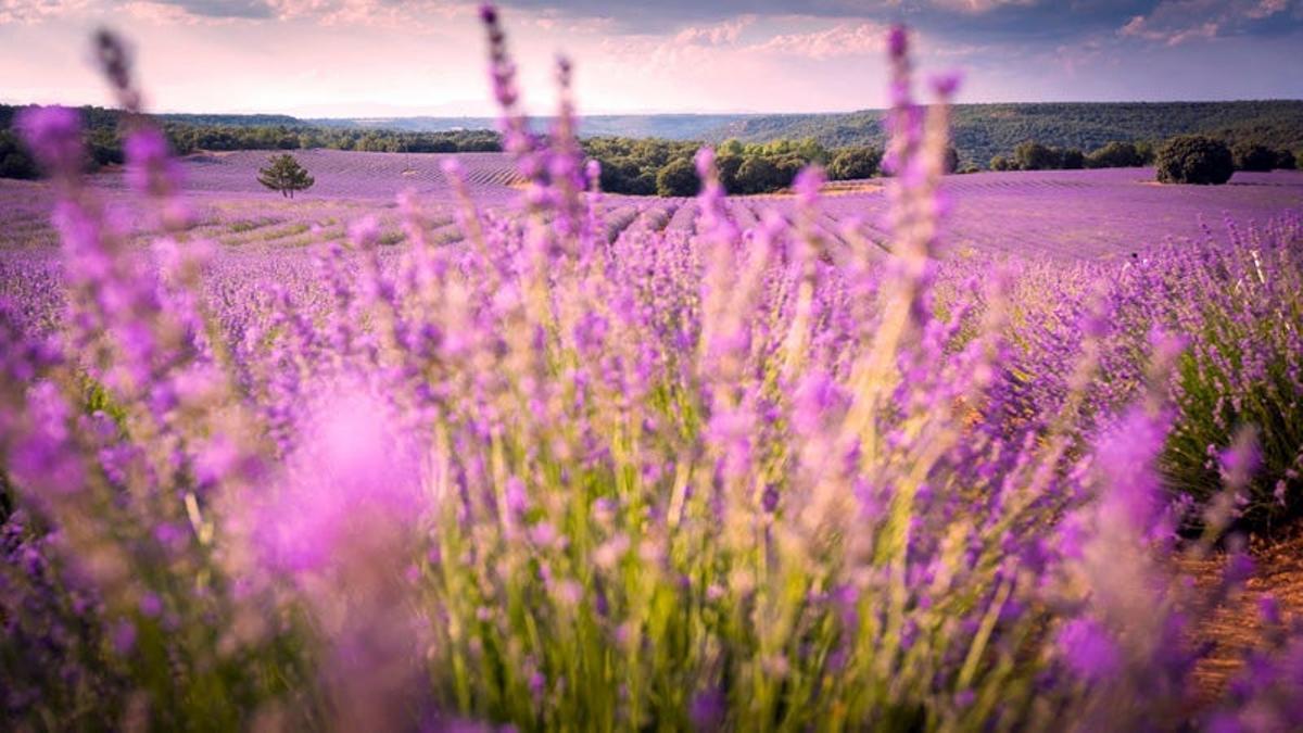 Festival de la Lavanda