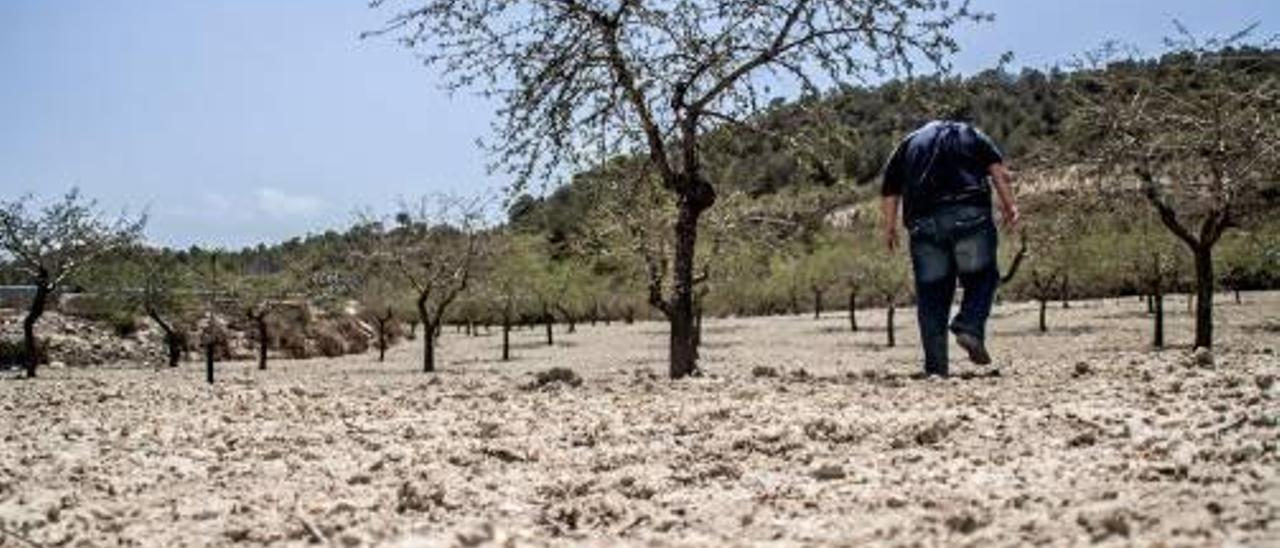 Almendros afectados por la sequía en la Vega Baja.