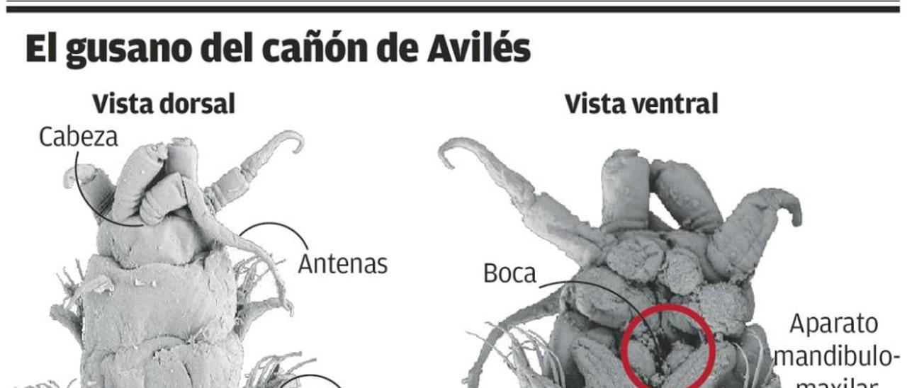 Avilés tiene gusano propio