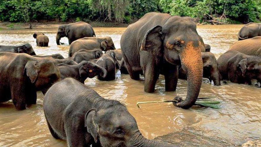 Unos elefantes se recuperan de la caza ilegal.