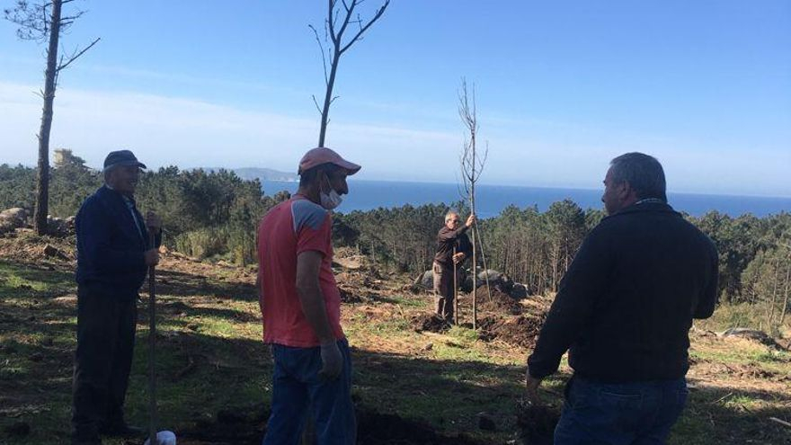 Trabajos de repoblación en montes comunales.