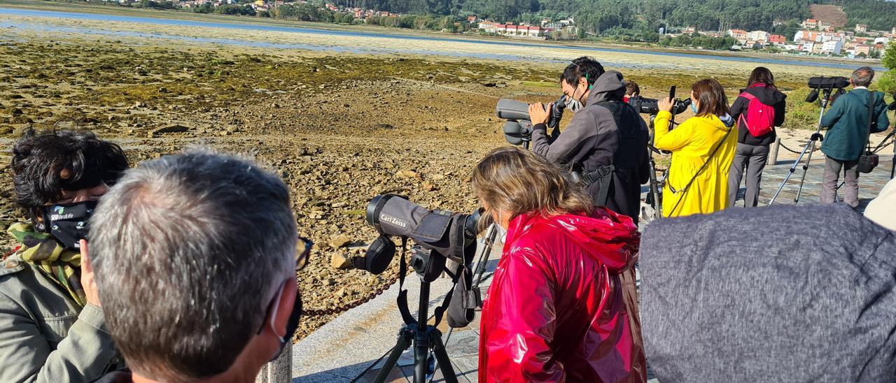 La concejala de Medio Ambiente, Ángeles Domínguez, observando aves en la ensenada de A Toxa.