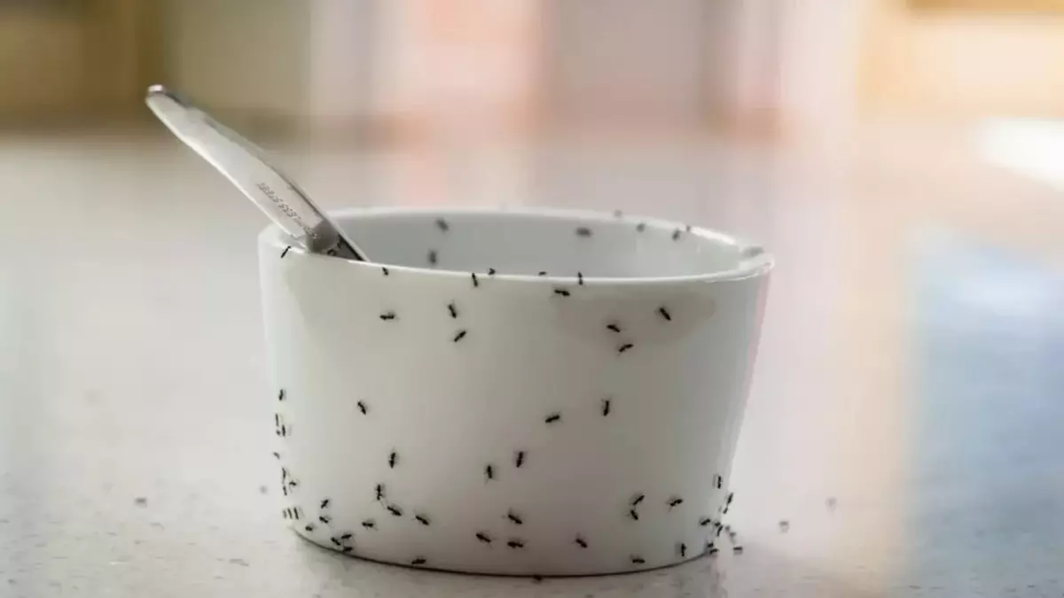 Remedios caseros e infalibles para eliminar las hormigas de la cocina: los mejores trucos.