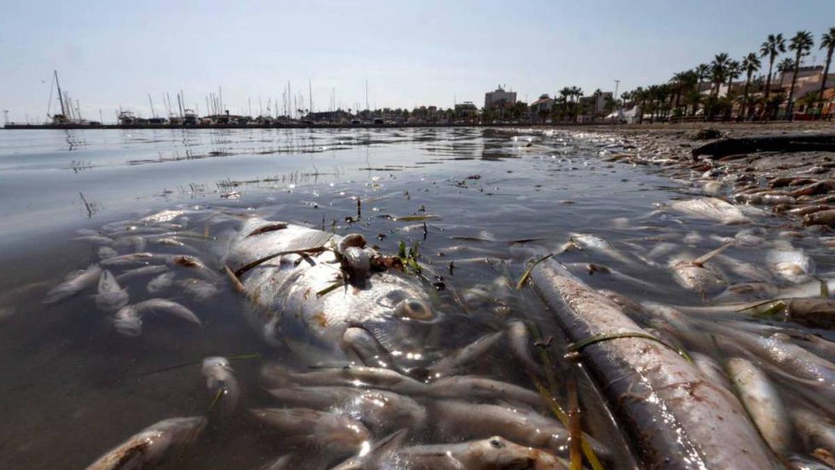 Peces muertos en una playa del mar Menor, en la zona de Villananitos y La Puntica, San Pedro del Pinatar (Murcia).