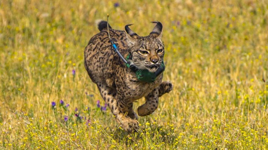 El lince ibérico es un animal en peligro de extinción.