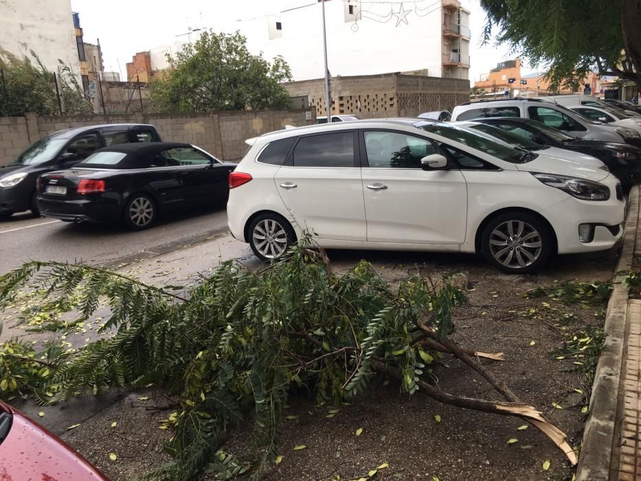 Umgestürzte Bäume und Stromleitungen in Palma