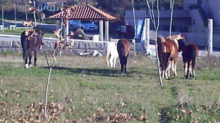 Los caballos desaparecen de Amoedo