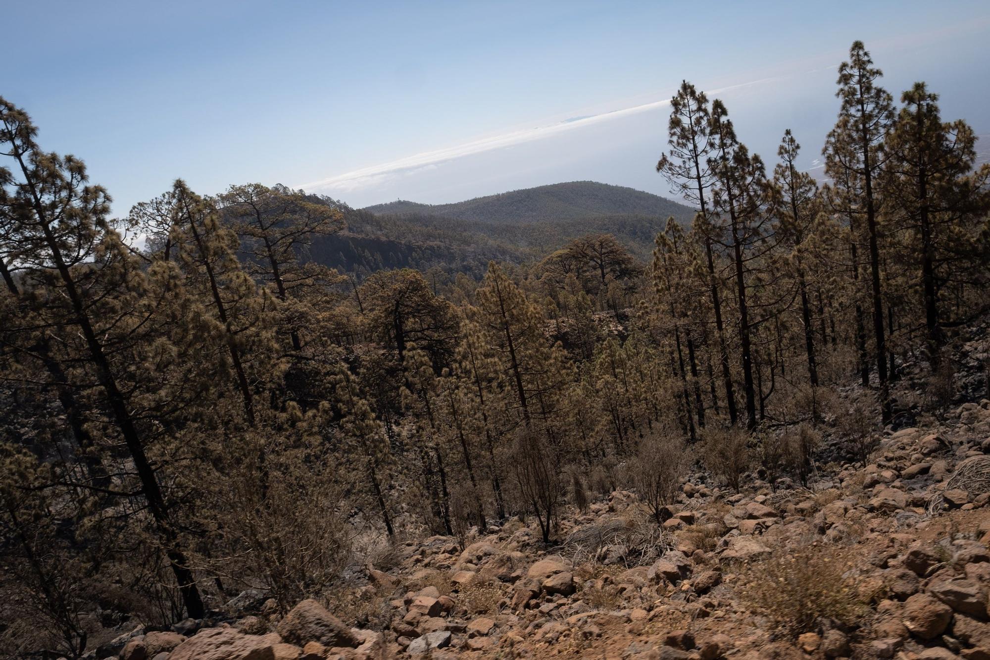 Dispositivo especial del Cabildo de Tenerife en el incendio de Arico