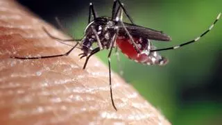 Liberan 28 millones de mosquitos tigre en España y este es el objetivo