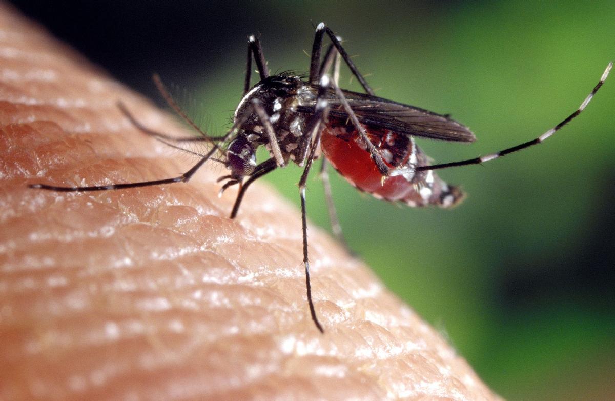 El Govern llança un front comú contra les malalties transmeses per mosquits, sobretot el dengue El Govern llança un front comú contra les malalties transmeses per mosquits, sobretot el dengue