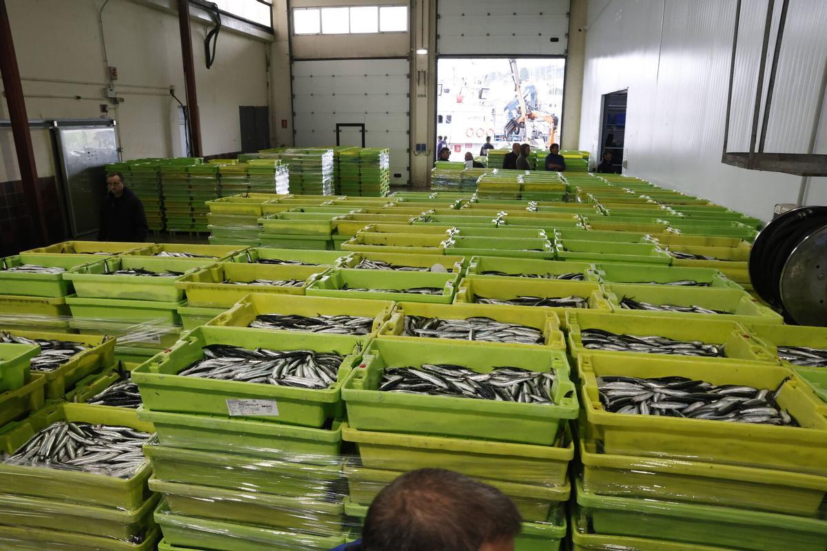 EN IMÁGENES: "Intensa y épica" descarga en Lonja Gijón: más de 65.000 cajas de bocarte y 550.000 kilos de pescado rulado