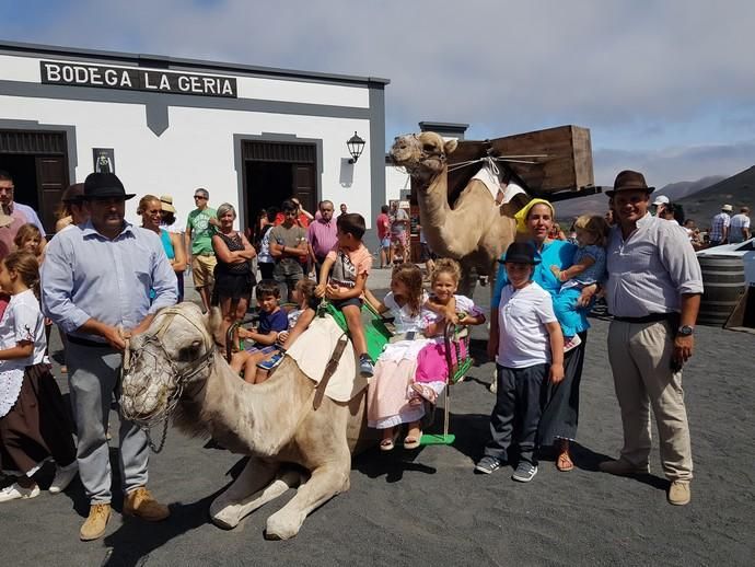 Vendimia Tradicional de La Geria