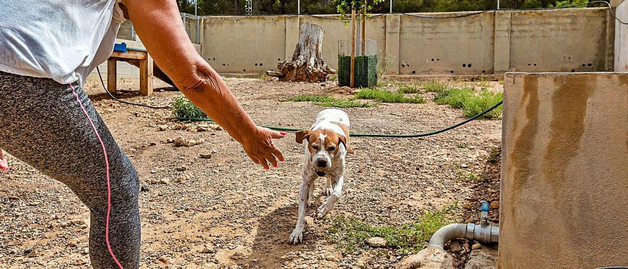 Los canes, en las instalaciones de la Protectora de La Nucía. | DAVID REVENGA