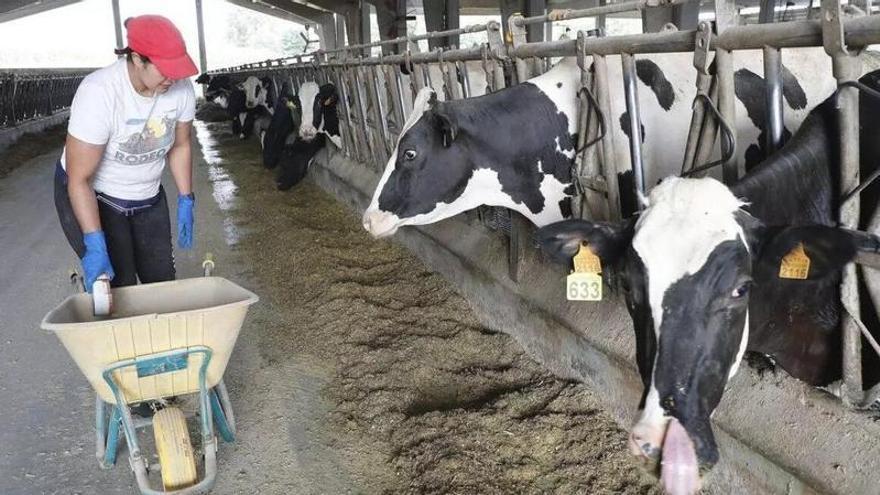 En Galicia las explotaciones más pequeñas reciben solo un tercio de las ayudas de la PAC
