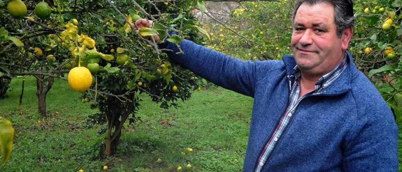 Un vecino de Meaño en una plantación de limoneros. // Iñaki Abella