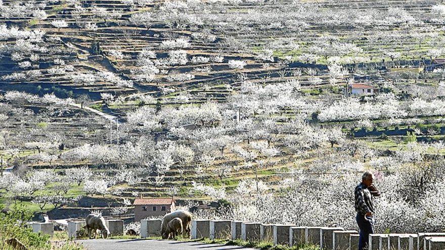 Imagen de archivo de la floración del cerezo en el Valle del Jerte.