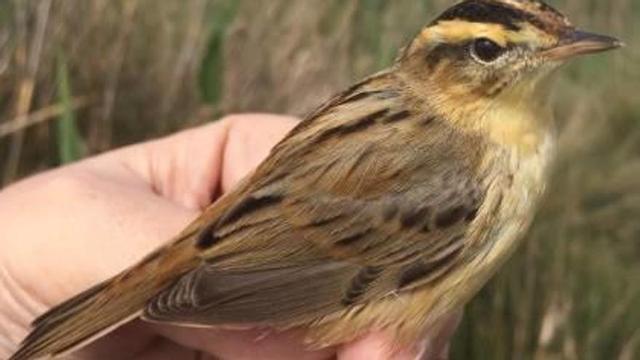 Siegan el Marjal de Pego-Oliva para proteger el carricerín, un ave amenazada